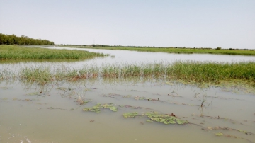 Environmental and social assessment, and related studies