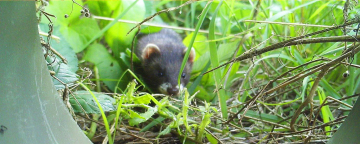 Biodiversiteit