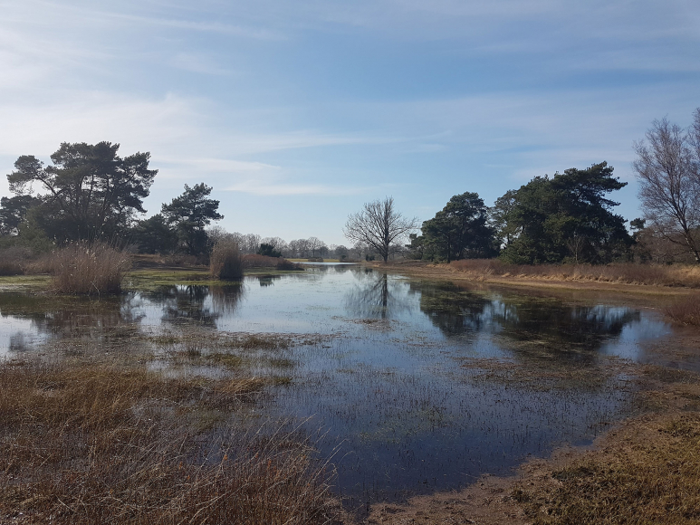 Start voorbereiding natuurherstelmaatregelen in de N2000-gebieden in Overijssel voor Staatsbosbeheer