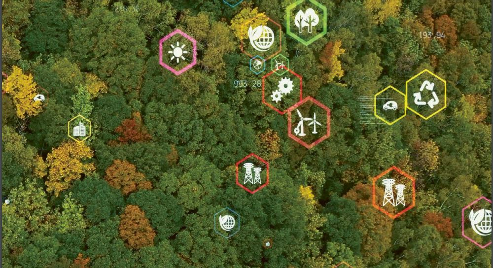 Forest Overhead