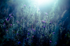 Purple flowers