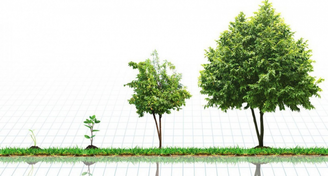 Process of tree growing