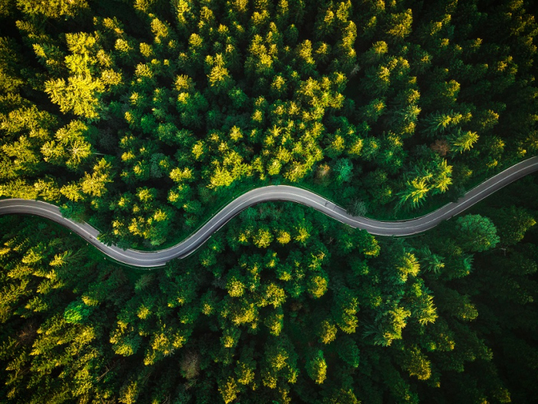 Road through a forest