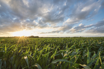 Antea Group Becomes Renewable Fuels Association (RFA) Member