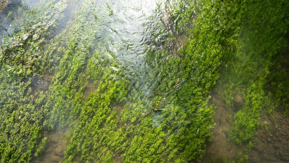 overhead view of water