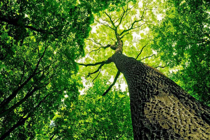 Image of tree trunk and forest canopy