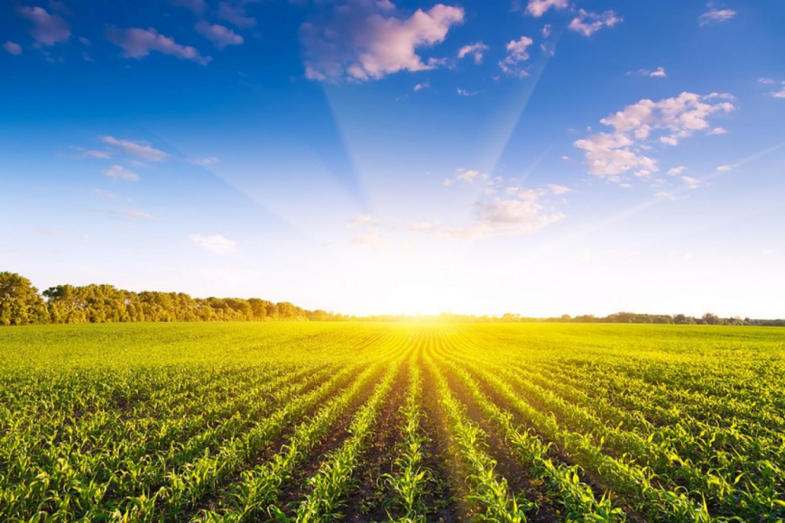 sunrise over agriculture field
