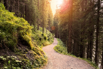 Trail in the Forest