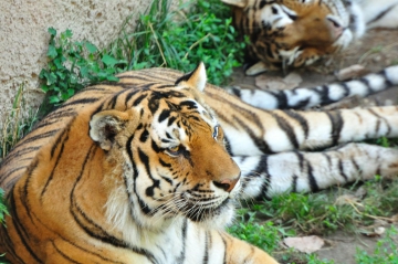 Lessons on Avoiding Counterproductive EHS Practices, Courtesy of the Tiger King