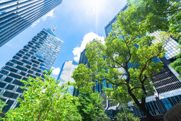 Tree in the City