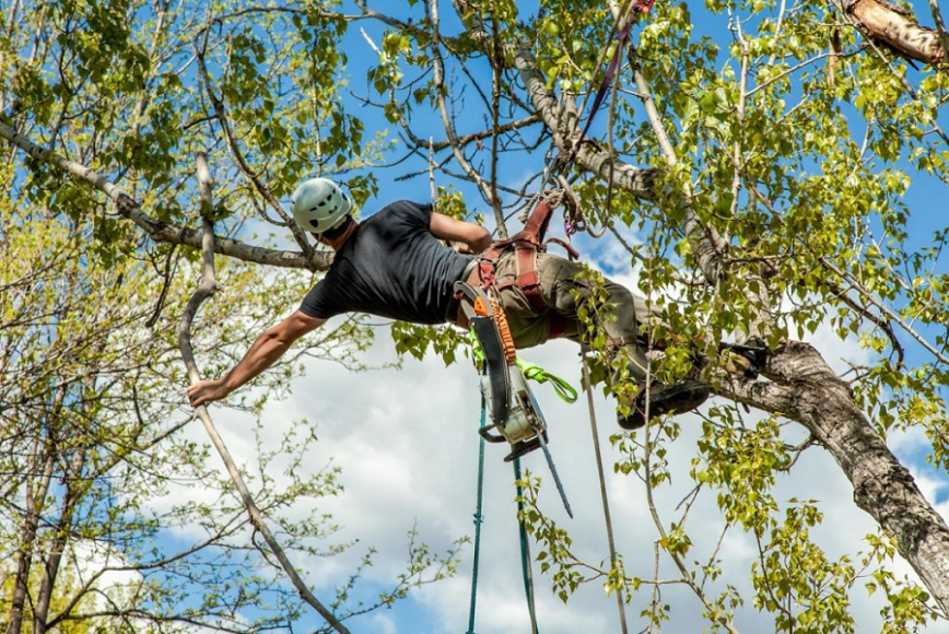 man trimming a tree