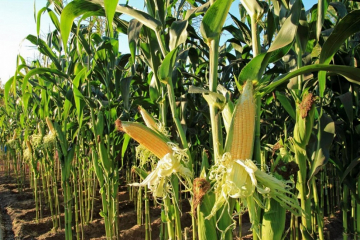 Scenario Modeling for Responsible Sourcing