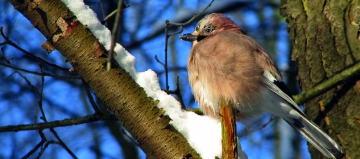 Écologie et paysage